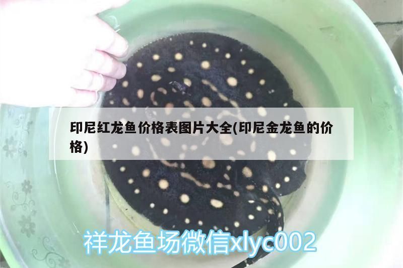 飼料 印尼紅龍魚價格表圖片大全(印尼金龍魚的價格) 紅龍魚百科 印尼紅龍魚價格表圖片大全(印尼金龍魚的價格) 印尼紅龍魚價格表圖片大全(印尼金龍魚的價格) 紅龍魚百科