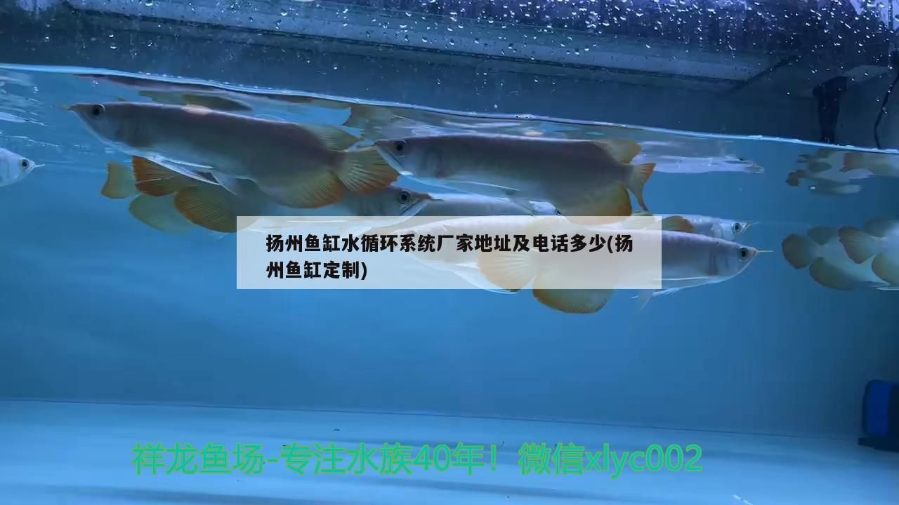 揚州魚缸水循環(huán)系統(tǒng)廠家地址及電話多少(揚州魚缸定制)