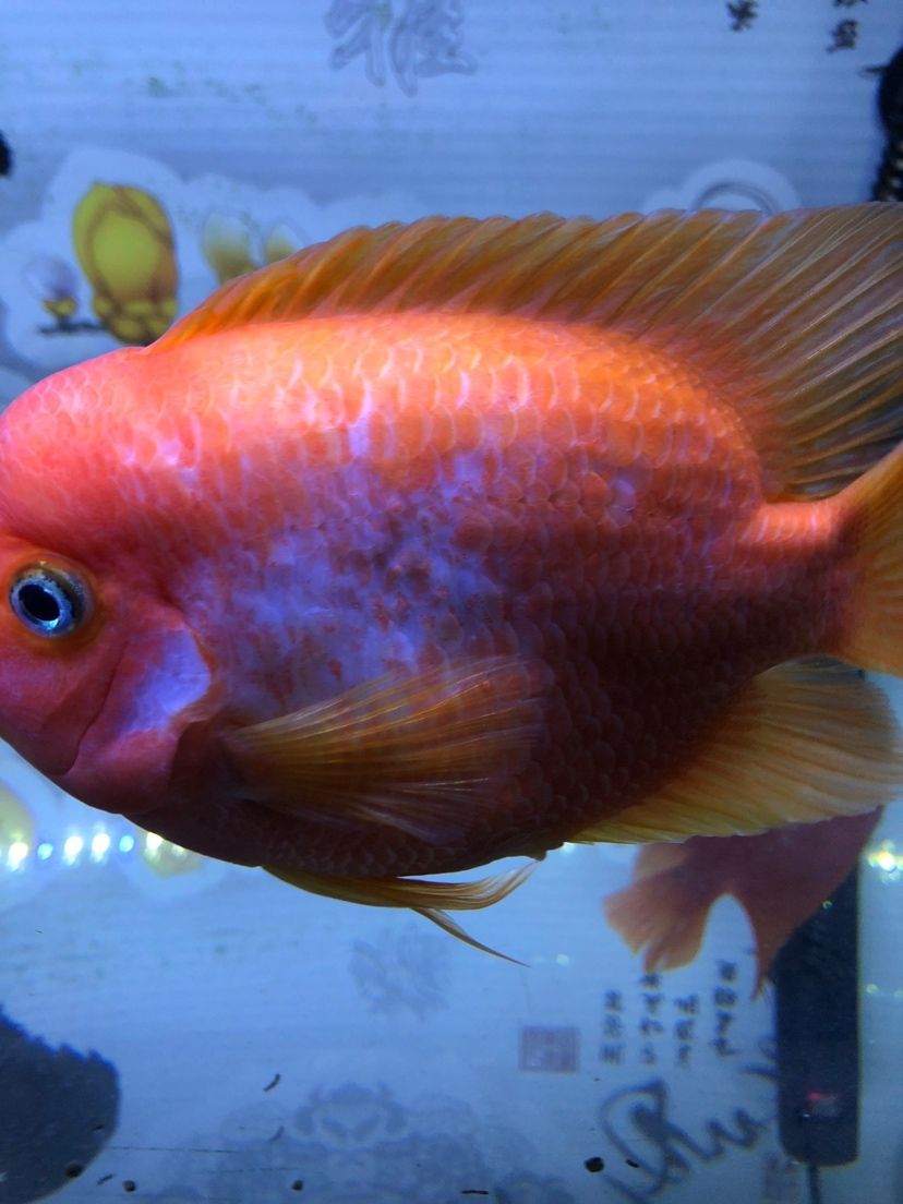 廣州哪里有金龍魚賣的實體店 金龍魚廣州經銷商 廣州哪里有金龍魚賣的實體店 金龍魚廣州經銷商 森森魚缸