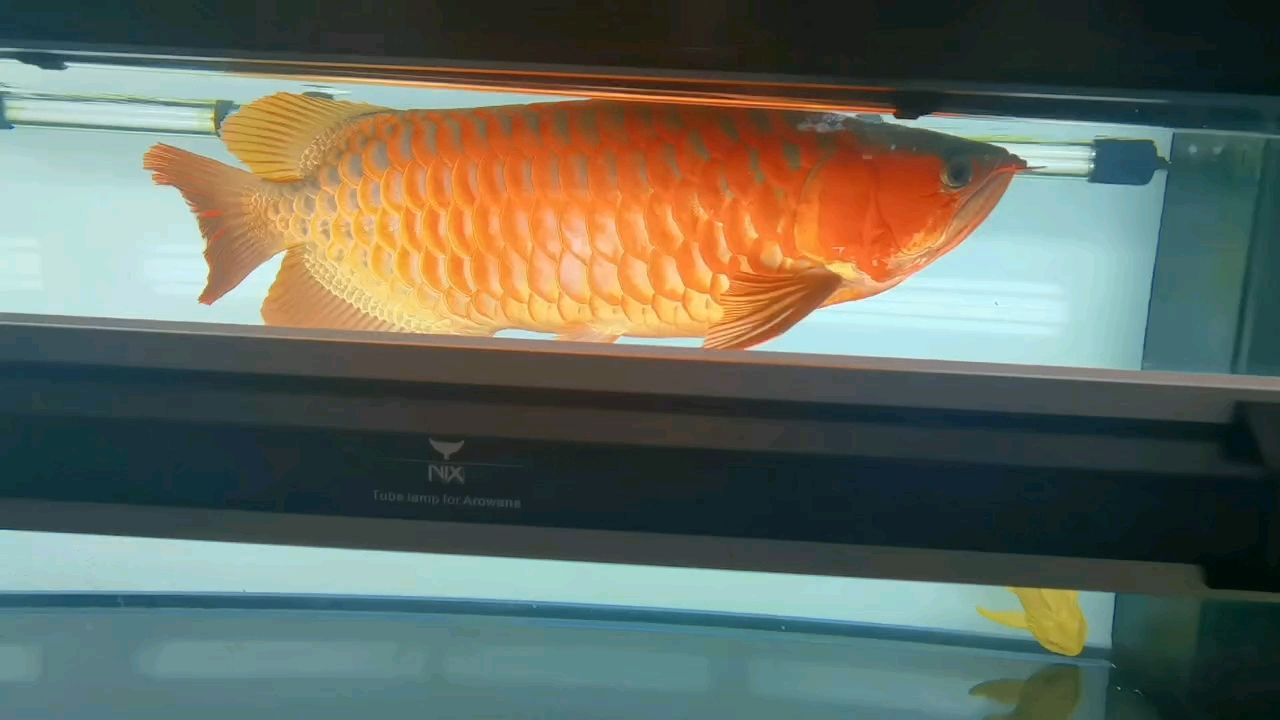 發色季 發色季 龍魚論壇