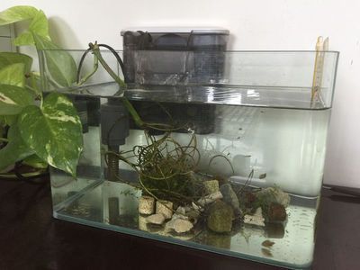 魚缸多少天換一次水比較好呢，魚缸換水后注意事項 魚缸多少天換一次水比較好呢，魚缸換水后注意事項 魚缸百科 第6張
