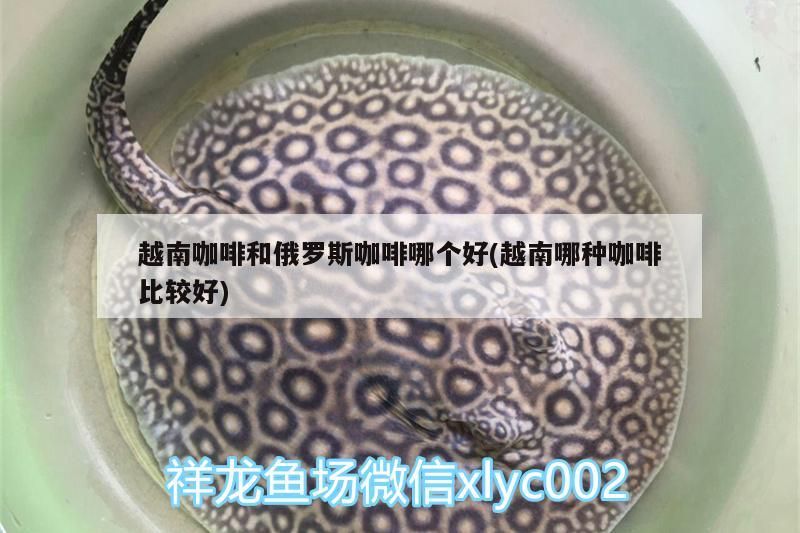 越南咖啡和俄羅斯咖啡哪個好(越南哪種咖啡比較好) 越南咖啡和俄羅斯咖啡哪個好(越南哪種咖啡比較好) 馬來西亞咖啡