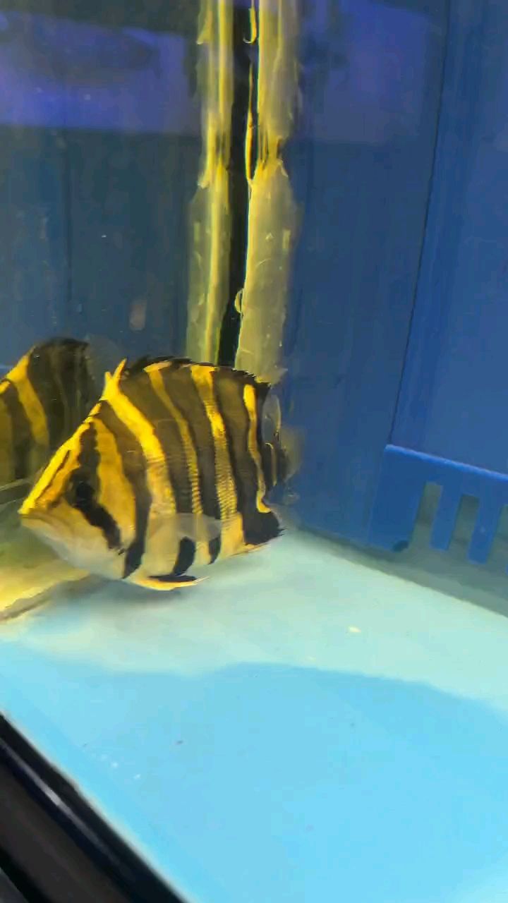 小缸五虎 小缸五虎 龍魚論壇