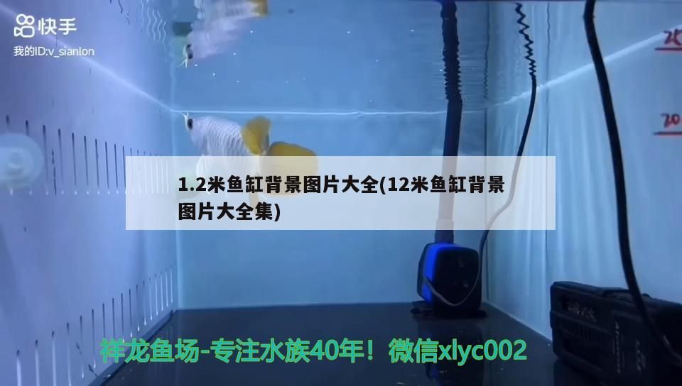魚缸過濾器選購指南:自制魚缸過濾器魚缸上置過濾器對于養魚愛好者的必備知識 1.2米魚缸背景圖片大全(12米魚缸背景圖片大全集) 觀賞魚百科 1.2米魚缸背景圖片大全(12米魚缸背景圖片大全集) 1.2米魚缸背景圖片大全(12米魚缸背景圖片大全集) 觀賞魚百科
