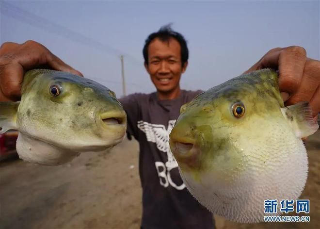 觀賞河豚魚怎么養(yǎng)（觀賞河豚魚的養(yǎng)殖技術(shù)）