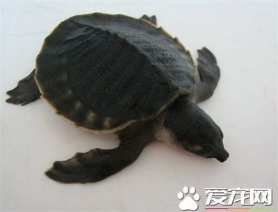 豬鼻龜是龜嗎：豬鼻龜的種類及種類介紹