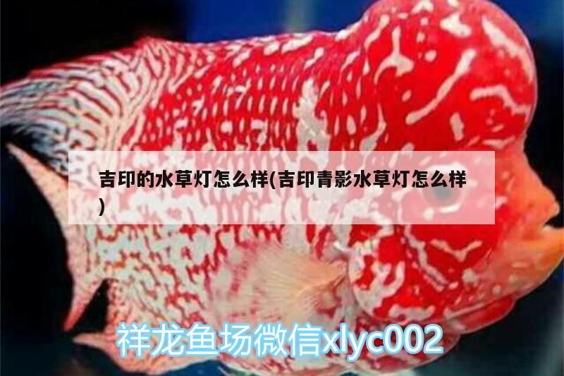 吉印的水草燈怎么樣(吉印青影水草燈怎么樣)