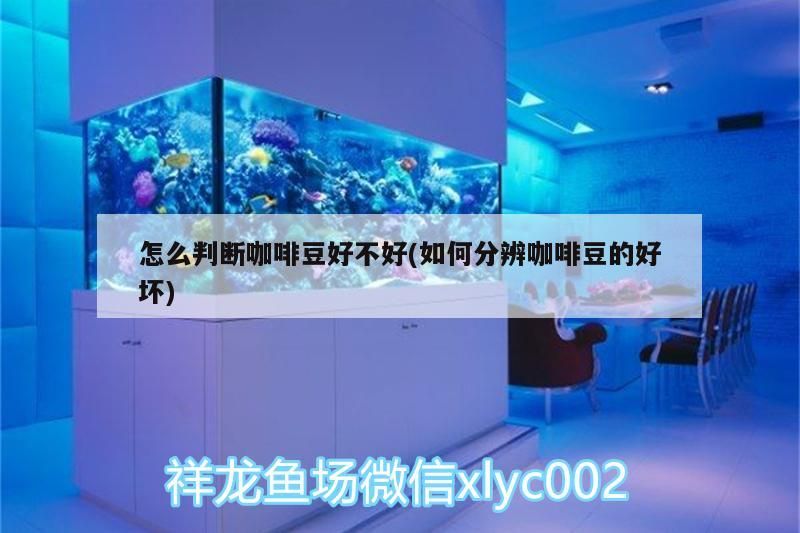 怎么判斷咖啡豆好不好(如何分辨咖啡豆的好壞) 怎么判斷咖啡豆好不好(如何分辨咖啡豆的好壞) 馬來西亞咖啡