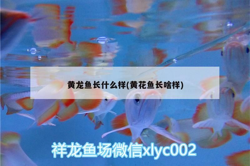 黃龍魚長(zhǎng)什么樣(黃花魚長(zhǎng)啥樣) 黃龍魚長(zhǎng)什么樣(黃花魚長(zhǎng)啥樣) iwish愛唯希品牌魚缸