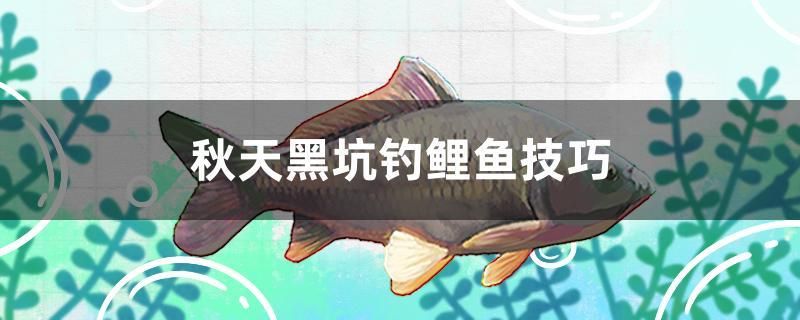 秋天黑坑釣鯉魚技巧