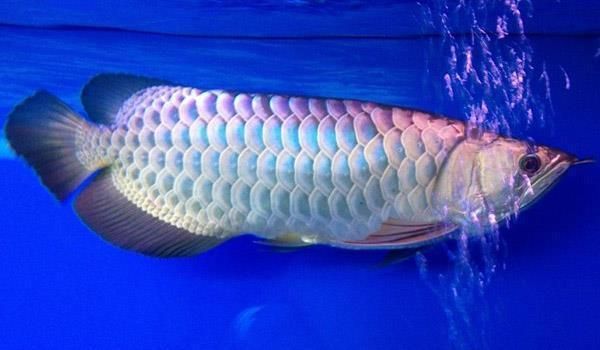 龍魚可以喂什么vs祥龍魚場：祥龍魚場評價如何龍魚養殖環境要求
