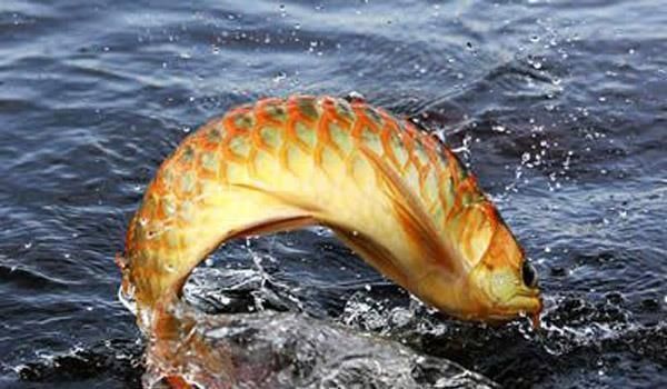 龍魚可以喂什么vs祥龍魚場：祥龍魚場評價如何龍魚養殖環境要求
