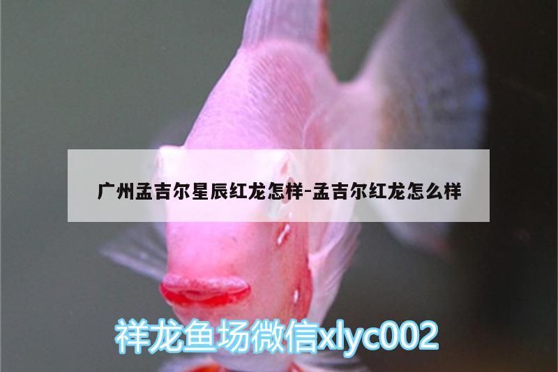 魚缸 廣州孟吉爾星辰紅龍怎樣:孟吉爾紅龍怎么樣 廣州孟吉爾 廣州孟吉爾星辰紅龍怎樣:孟吉爾紅龍怎么樣 廣州孟吉爾星辰紅龍怎樣:孟吉爾紅龍怎么樣 廣州孟吉爾