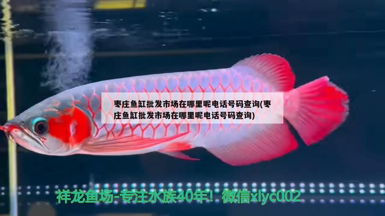 棗莊魚(yú)缸批發(fā)市場(chǎng)在哪里呢電話號(hào)碼查詢(棗莊魚(yú)缸批發(fā)市場(chǎng)在哪里呢電話號(hào)碼查詢)
