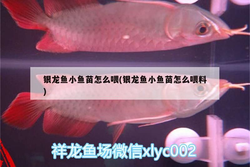 銀龍魚小魚苗怎么喂(銀龍魚小魚苗怎么喂料)