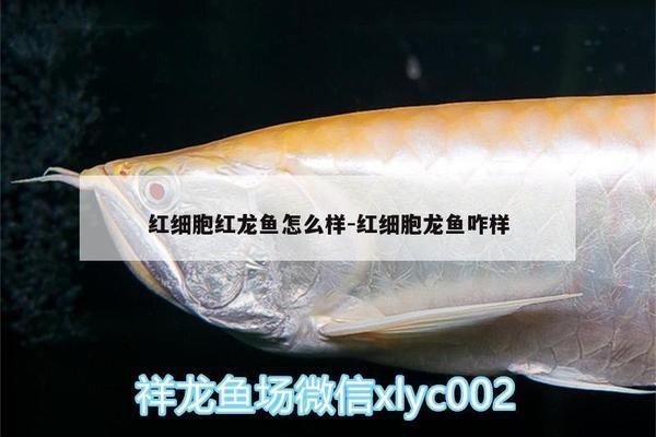 紅細胞red紅龍魚的特點：關于紅細胞red紅龍魚的一些詳細特點