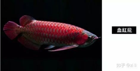 紅細胞red紅龍魚的特點：關于紅細胞red紅龍魚的一些詳細特點
