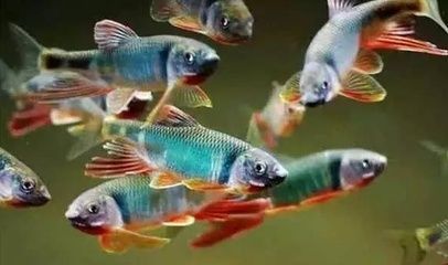 觀賞小魚什么魚最好養