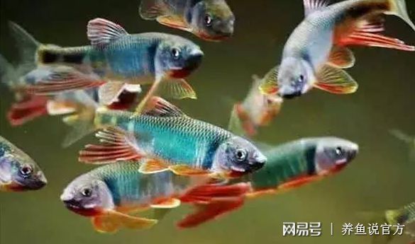 觀賞小魚什么魚最好養(yǎng)