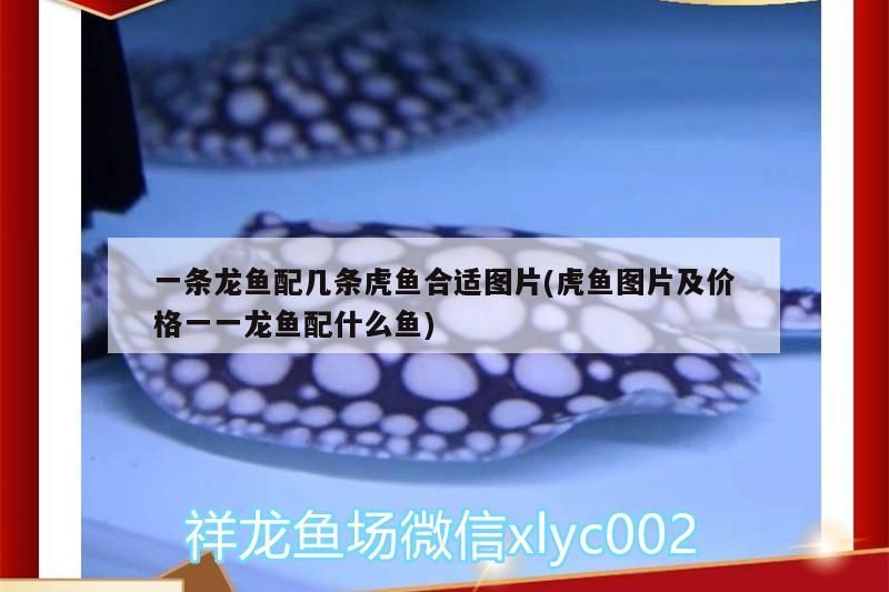 一條龍魚配幾條虎魚合適圖片(虎魚圖片及價(jià)格一一龍魚配什么魚)