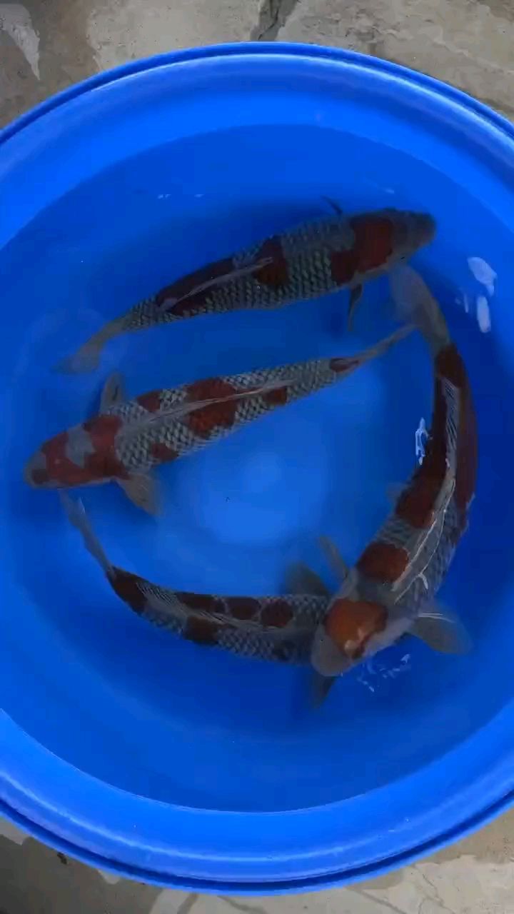 50部深沢落葉 50部深沢落葉 龍魚論壇