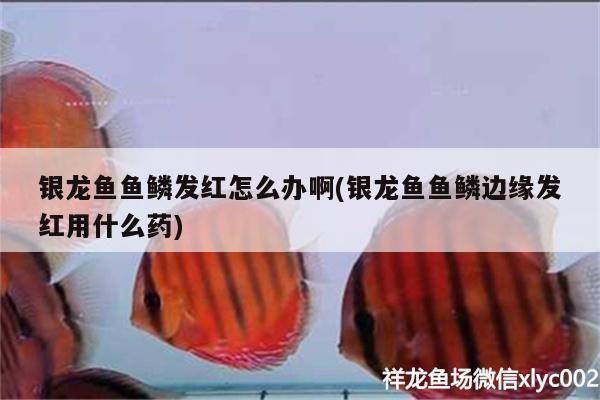 銀龍魚魚鱗發紅怎么辦啊(銀龍魚魚鱗邊緣發紅用什么藥)