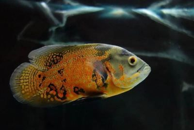 水族館的魚類具體的介紹:水族館中常見的水族館中常見的水族館魚類 水族館百科(水族館加盟) 第5張 水族館的魚類具體的介紹:水族館中常見的水族館中常見的水族館魚類 水族館的魚類具體的介紹:水族館中常見的水族館中常見的水族館魚類 水族館百科(水族館加盟) 第5張