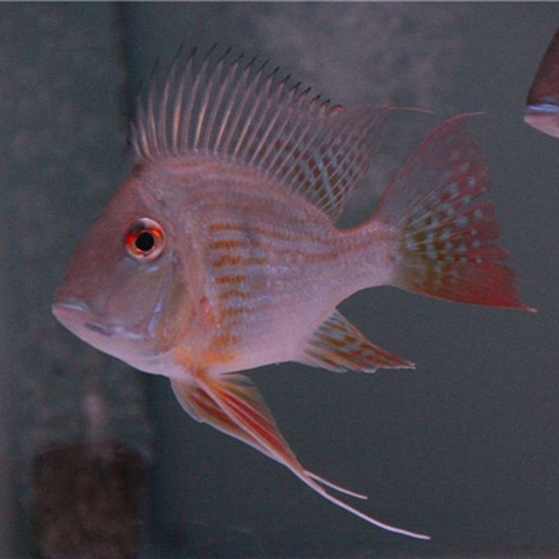 元寶鳳凰魚最佳伴侶魚種：元寶鳳凰魚的最佳伴侶魚種包括地圖魚、紫紅火口魚、紫紅火口魚