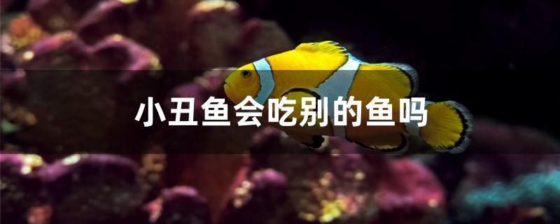 魚缸過濾器選購指南:自制魚缸過濾器魚缸上置過濾器對于養魚愛好者的必備知識 小丑魚會吃別的魚嗎 可麗愛魚缸 小丑魚會吃別的魚嗎 小丑魚會吃別的魚嗎 可麗愛魚缸