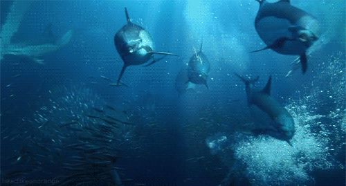 水族館高清動態壁紙：3d水族館動態壁紙制作教程 水族館高清動態壁紙：3d水族館動態壁紙制作教程 水族館百科（水族館加盟） 第2張