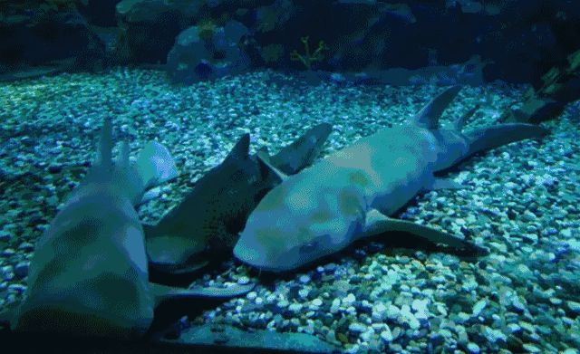 水族館高清動態壁紙：3d水族館動態壁紙制作教程 水族館高清動態壁紙：3d水族館動態壁紙制作教程 水族館百科（水族館加盟） 第3張