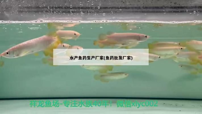 龍魚(yú)大白片是什么藥vs祥龍魚(yú)場(chǎng)：龍魚(yú)大白片與祥龍魚(yú)場(chǎng)的區(qū)別 龍魚(yú)大白片是什么藥vs祥龍魚(yú)場(chǎng)：龍魚(yú)大白片與祥龍魚(yú)場(chǎng)的區(qū)別 vs祥龍魚(yú)場(chǎng) 第5張