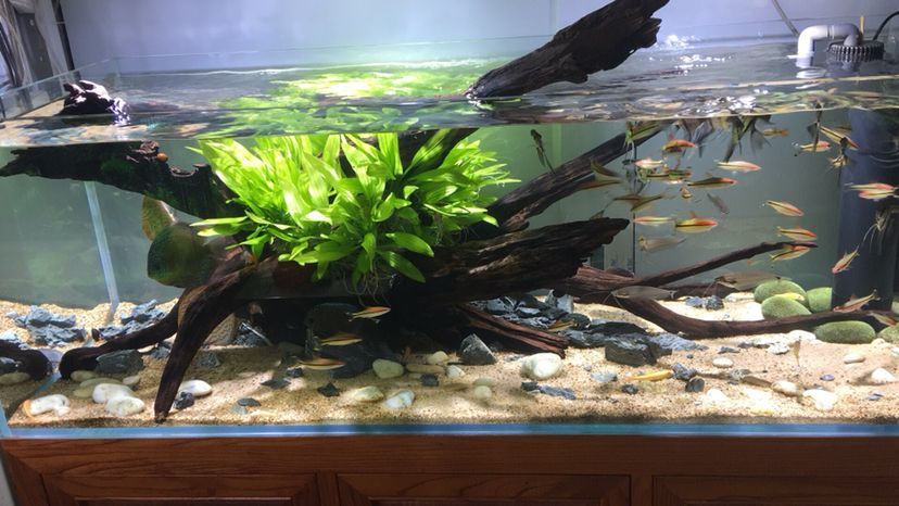 林芝水族館水景缸 錦鯉魚百科 第2張 林芝水族館水景缸 林芝水族館水景缸 錦鯉魚百科 第2張