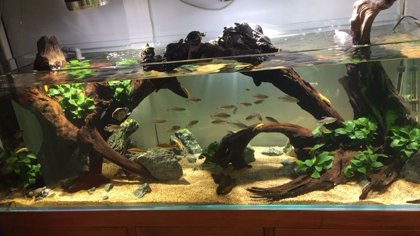 林芝水族館水景缸 錦鯉魚百科 第3張 林芝水族館水景缸 林芝水族館水景缸 錦鯉魚百科 第3張