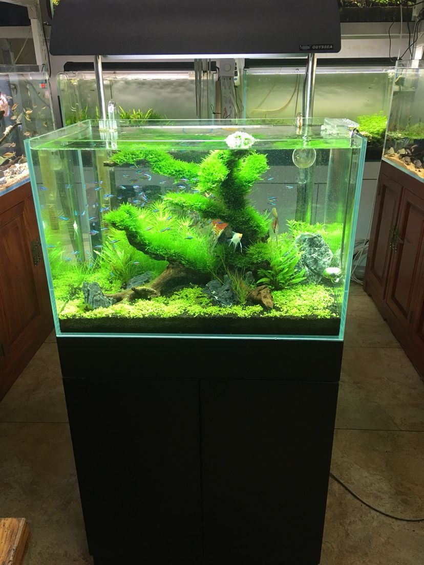 林芝水族館水景缸 錦鯉魚百科 第5張 林芝水族館水景缸 林芝水族館水景缸 錦鯉魚百科 第5張
