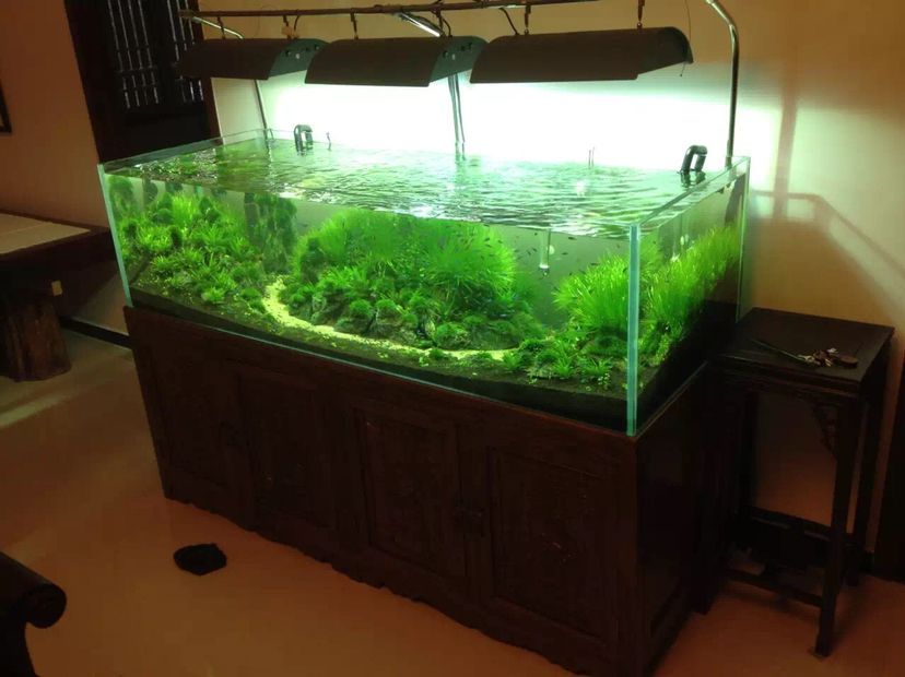 林芝水族館水景缸 錦鯉魚百科 第6張 林芝水族館水景缸 林芝水族館水景缸 錦鯉魚百科 第6張