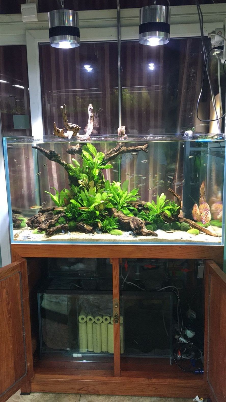 林芝水族館水景缸 錦鯉魚百科 第7張 林芝水族館水景缸 林芝水族館水景缸 錦鯉魚百科 第7張