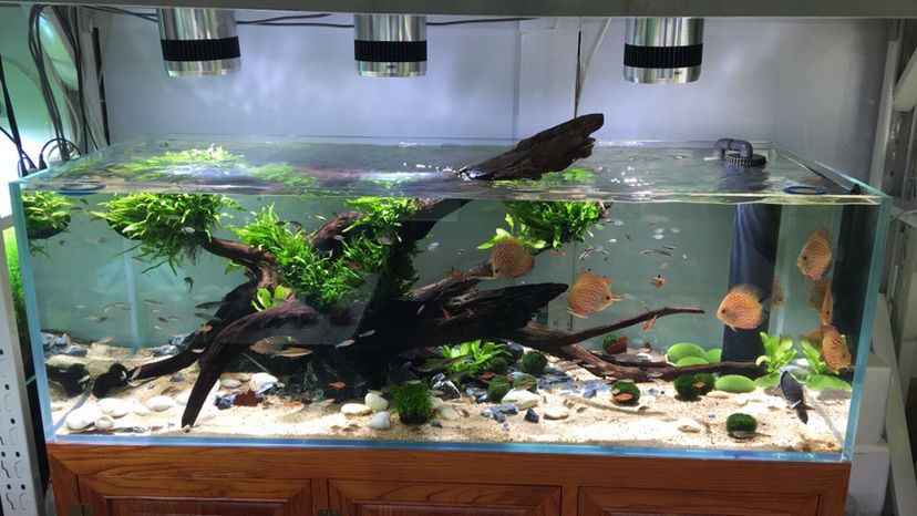 林芝水族館水景缸 錦鯉魚百科 第8張 林芝水族館水景缸 林芝水族館水景缸 錦鯉魚百科 第8張