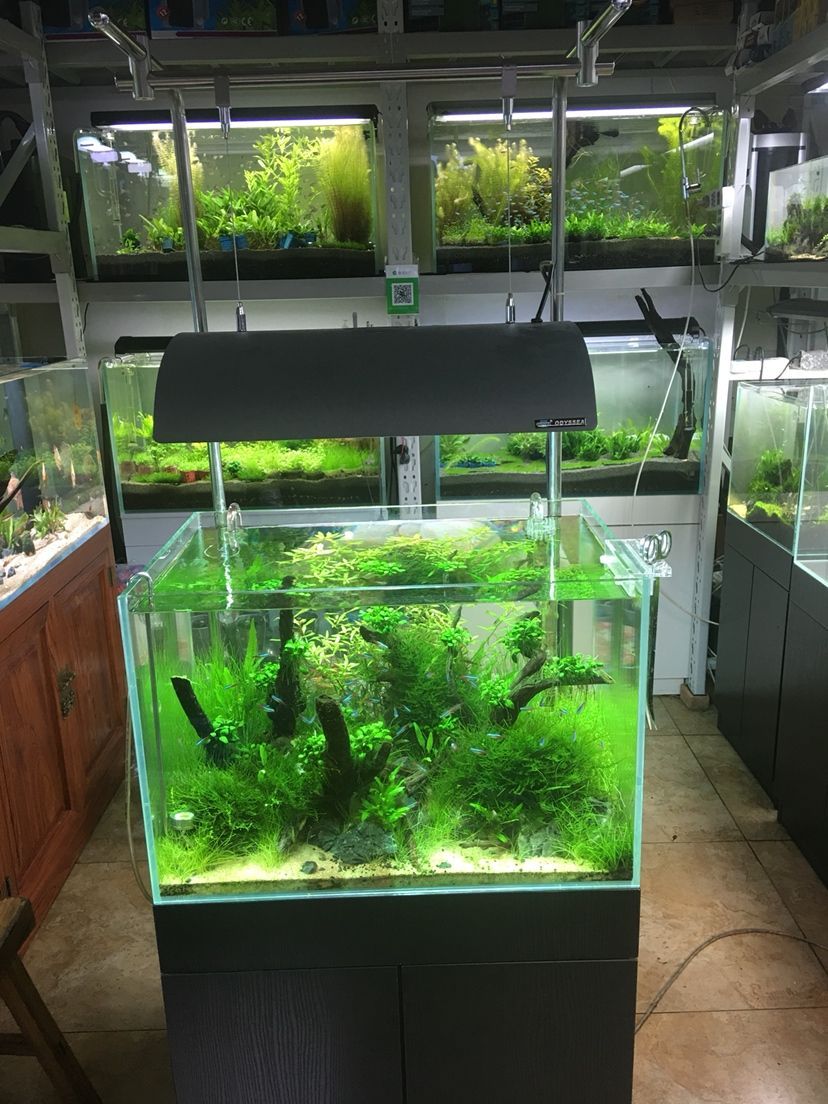 林芝水族館水景缸 錦鯉魚百科 第9張 林芝水族館水景缸 林芝水族館水景缸 錦鯉魚百科 第9張