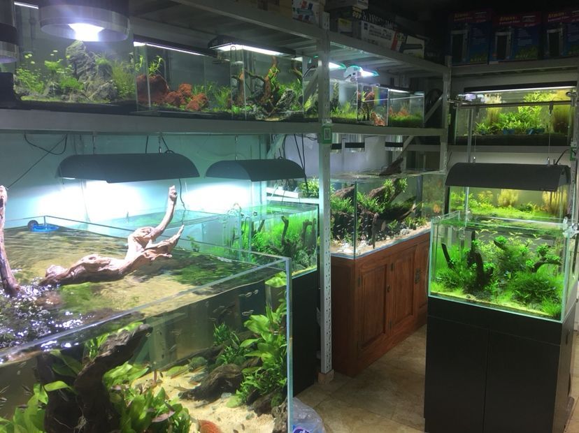 林芝水族館水景缸 錦鯉魚百科 第10張 林芝水族館水景缸 林芝水族館水景缸 錦鯉魚百科 第10張