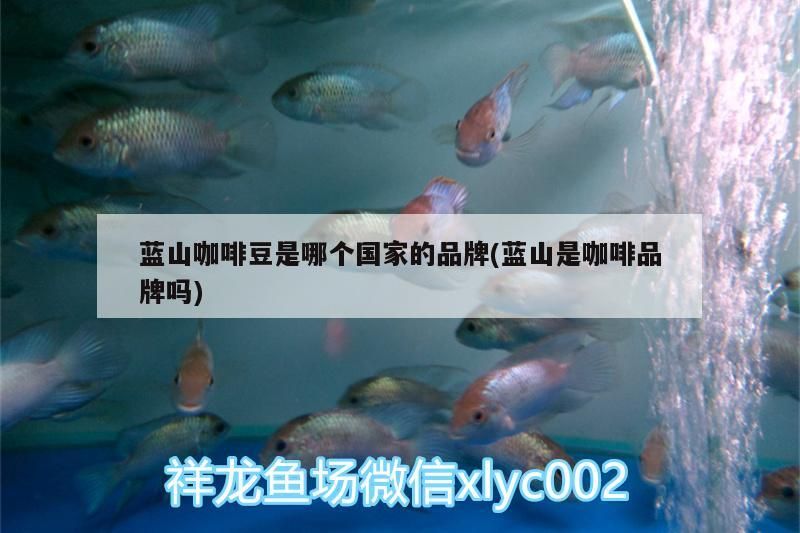 藍(lán)山咖啡豆是哪個(gè)國家的品牌(藍(lán)山是咖啡品牌嗎)