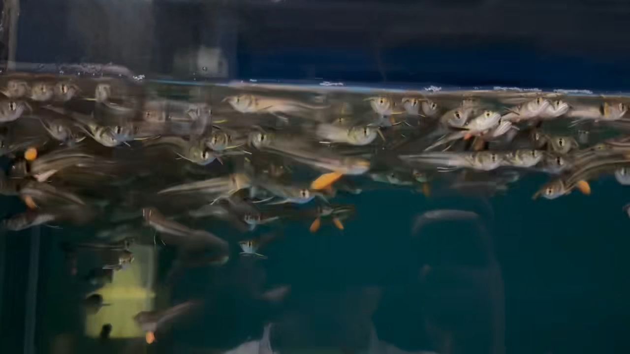 銀龍苗到 銀龍苗到 龍魚論壇