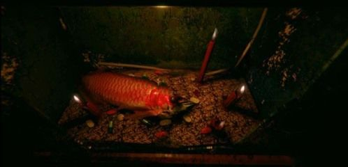 紅龍魚容易死嗎為什么：紅龍魚為什么容易死亡？