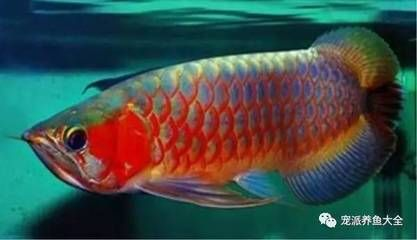 紅龍魚容易死嗎為什么：紅龍魚為什么容易死亡？