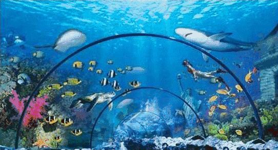 水族館屏保動態壁紙（水族館屏保動態壁紙兼容性查詢水族館屏保動態壁紙設置教程） 水族館屏保動態壁紙（水族館屏保動態壁紙兼容性查詢水族館屏保動態壁紙設置教程） 水族館百科（水族館加盟） 第5張