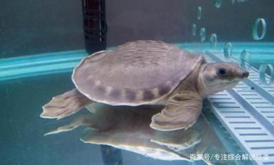豬鼻龜怎么喂食視頻：豬鼻龜怎么養(yǎng)豬鼻龜怎么養(yǎng)豬鼻龜怎么養(yǎng)豬鼻龜怎么養(yǎng) 豬鼻龜怎么喂食視頻：豬鼻龜怎么養(yǎng)豬鼻龜怎么養(yǎng)豬鼻龜怎么養(yǎng)豬鼻龜怎么養(yǎng) 豬鼻龜百科 第5張