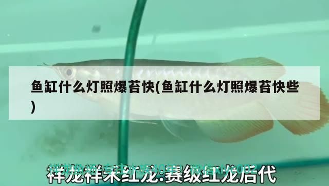 魚缸什么燈照爆苔快(魚缸什么燈照爆苔快些)