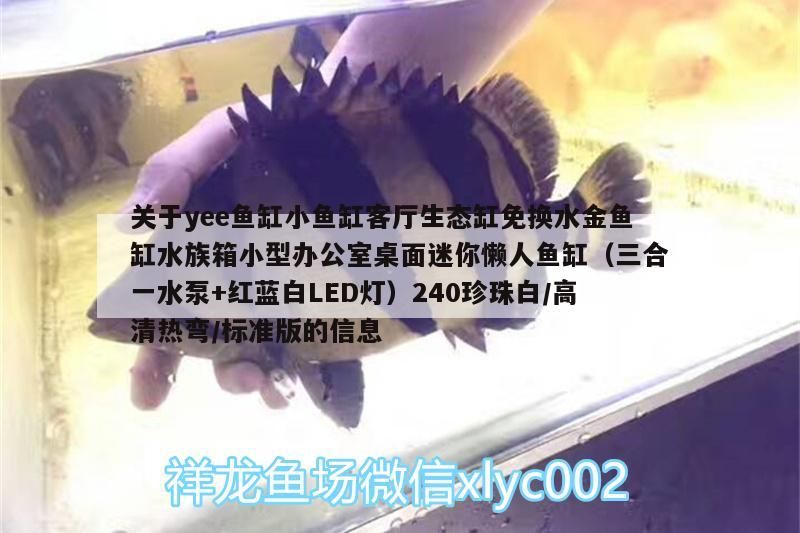 關于yee魚缸小魚缸客廳生態缸免換水金魚缸水族箱小型辦公室桌面迷你懶人魚缸（三合一水泵+紅藍白LED燈）240珍珠白/高清熱彎/標準版的信息 關于yee魚缸小魚缸客廳生態缸免換水金魚缸水族箱小型辦公室桌面迷你懶人魚缸（三合一水泵+紅藍白LED燈）240珍珠白/高清熱彎/標準版的信息 yee