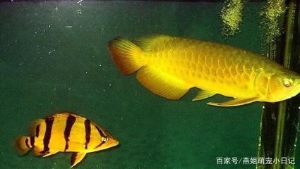 虎魚體色發黑怎么回事：虎魚體色發黑可能由多種原因引起，