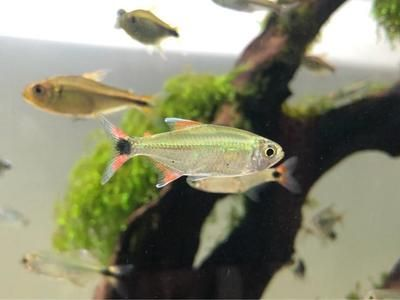 舟山可麗愛魚缸專賣店：舟山可麗愛魚缸專賣店，打造您的水族藝術(shù)殿堂